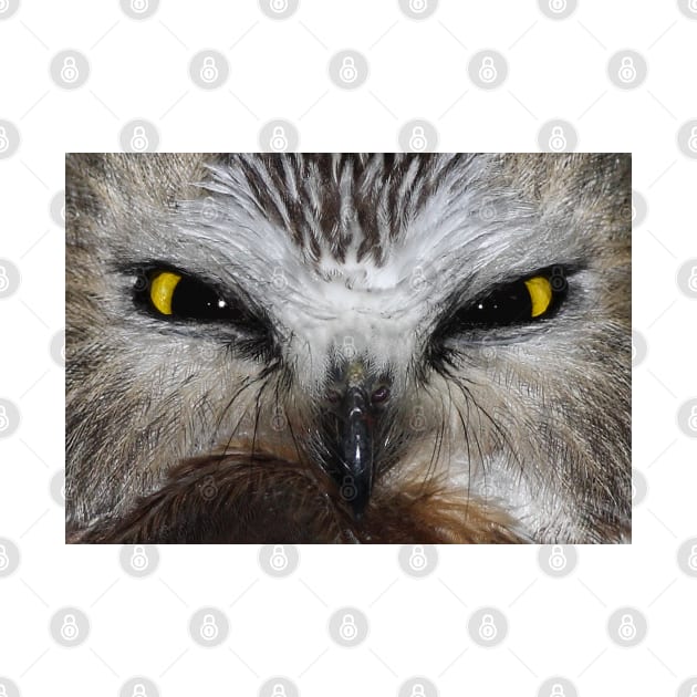 Saw-whet Owl...Saw-eeet! by Jim Cumming
