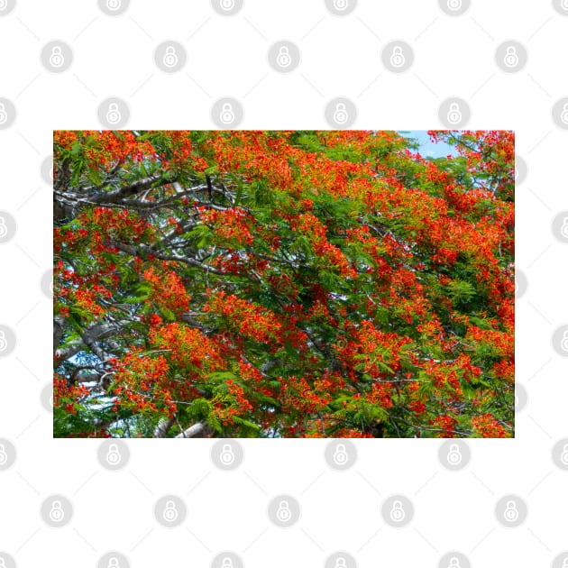 Royal Poinciana Flowering Tree by SafariByMarisa