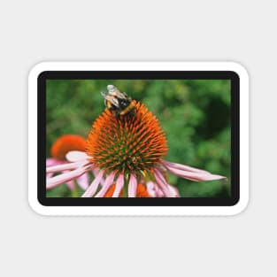 Coneflower & Bee Magnet