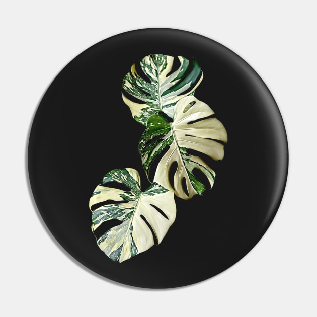 MONSTERA THAI CONSTELLATION MUTATION Pin by plantees-id