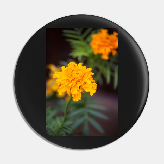 Marigold VIII Pin by Jacquelie