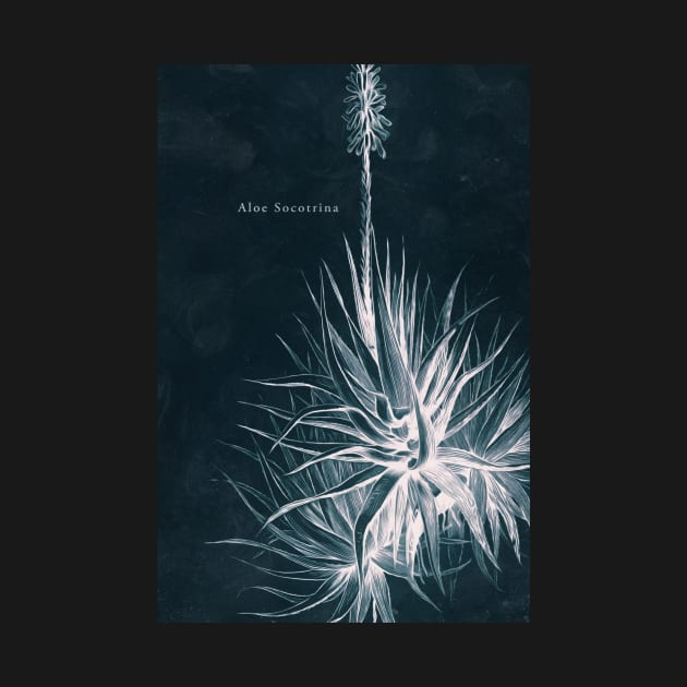 Cyanotype - Aloe Socotrina - C by PixelHunter