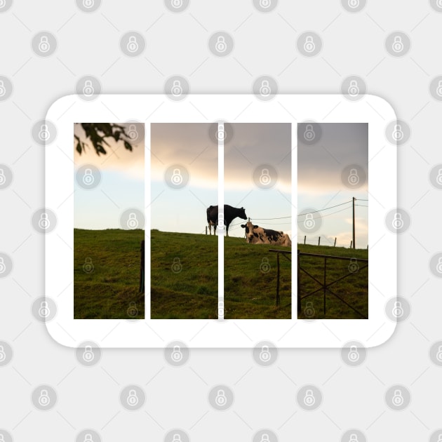 Two cows on the hill at sunset after a shower. Backlight. Magnet by fabbroni-art