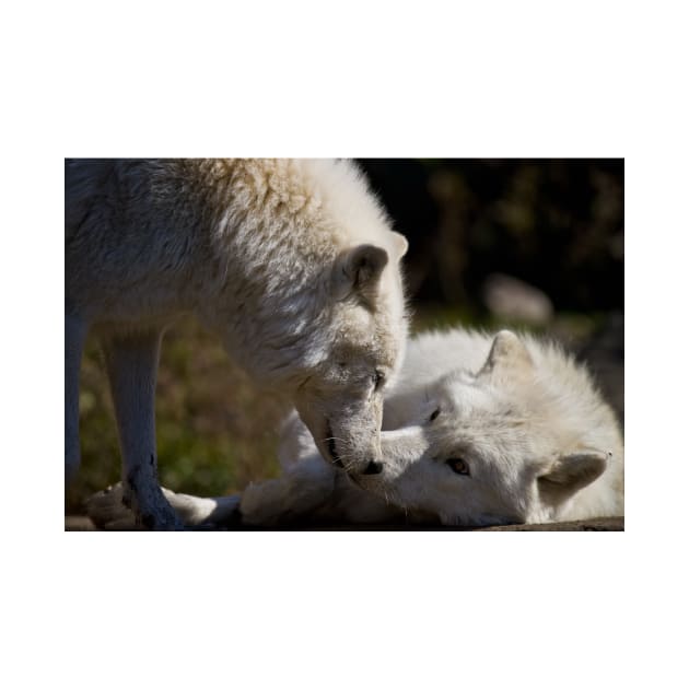 Arctic Wolves by jaydee1400