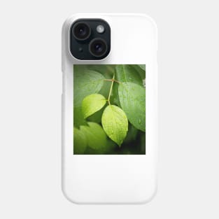 Water drops on green leaves after rain Phone Case