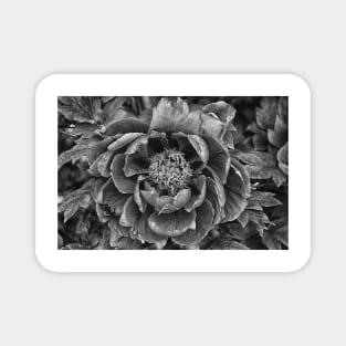 Peony In Black And White Magnet