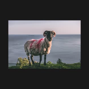 Achill Island Sheep T-Shirt