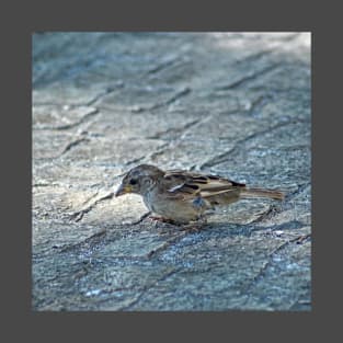 Sparrow Bird Closeup Urban Wildlife T-Shirt