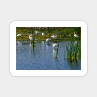 Congregation of Ibis In the Wetlands Magnet