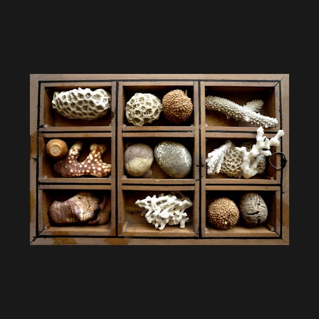 Corals, fossils, seeds and stones by rozmcq