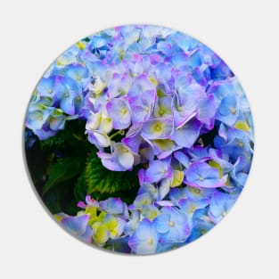 Blue Hydrangea Lovely Photo Pin