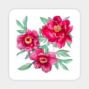 Bright peonies on white Magnet