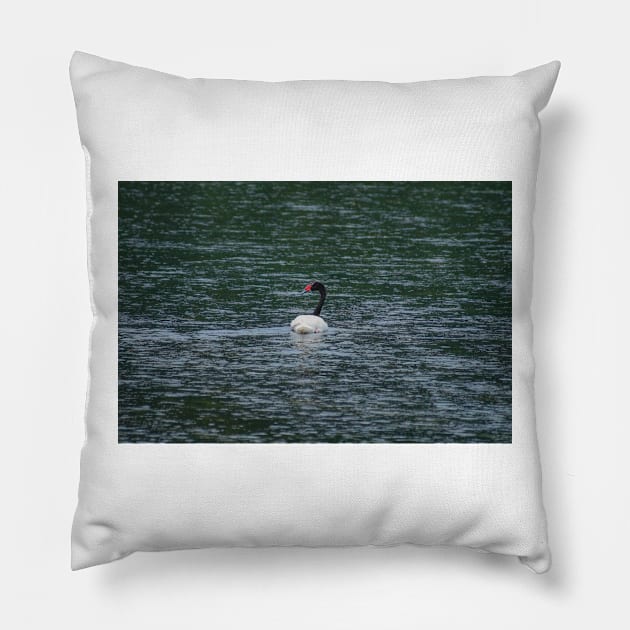 bbs Swan River Pillow by pcfyi