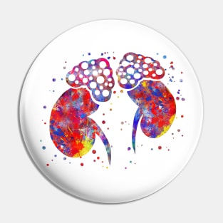 Adrenal gland Pin