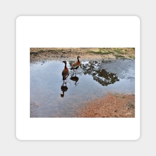 ducks in the park photograph Magnet