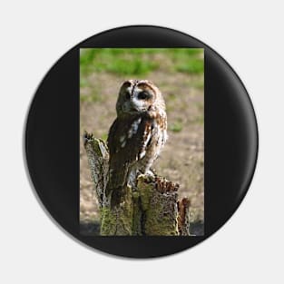 Tawny owl Pin