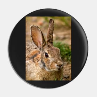 Wild Rabbit Close Up Pin