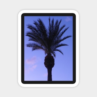 Single Palm Tree at Night Magnet