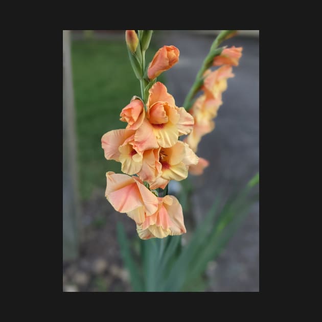 Stalk of Peach Flowers Photographic Image by AustaArt