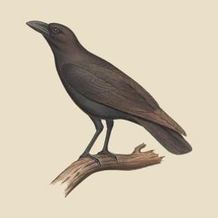 Hawaiian Crow -  ʻAlalā T-Shirt