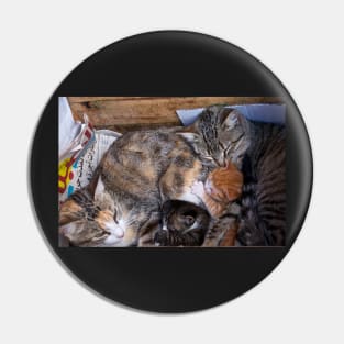 Morocco - Family cat Pin