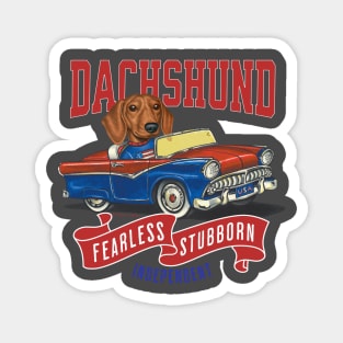 Humor Funny and Cute Doxie Dachshund dog driving a Vintage car with classic red white and blue flags for a retro parade Magnet