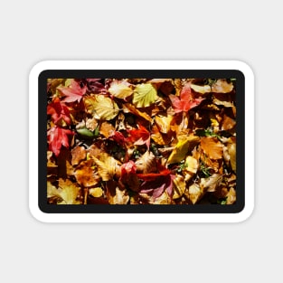 Colorful Fallen Autumn Leaves 2 - Seasons - Nature Abstract Magnet