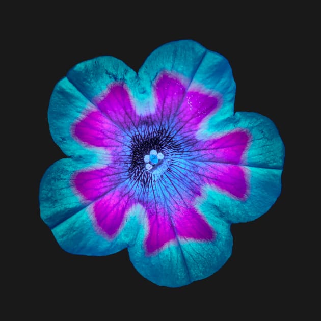 Textured teal filtered flower photographic image by AustaArt