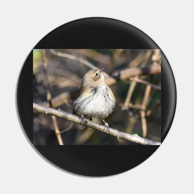 Yellow rumped warbler Pin by ToniaDelozier