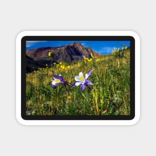 Blue Columbines in San Juan mountains Magnet