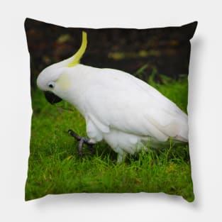 The Cockatoo Pillow