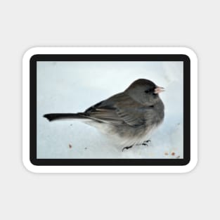 Winter Snow Bird 2 Magnet