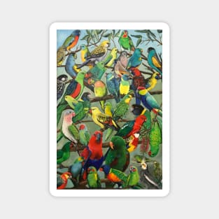 Australian Parakeets Magnet