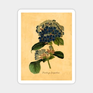 Plumbago Larpentiae Botanical Illustration Magnet