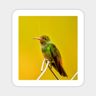 oli green Hummingbird Magnet