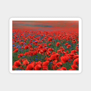 Field of Beautiful Red Poppies Magnet