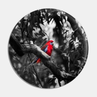 Crimson Rosella_3712A Pin