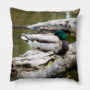 Mallard duck sleeping Pillow