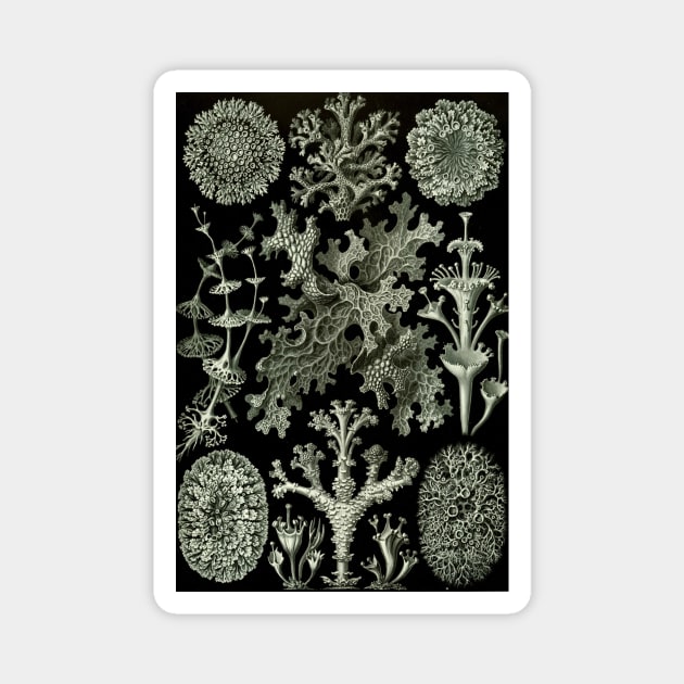 Naturalist Lichen Magnet by bluespecsstudio