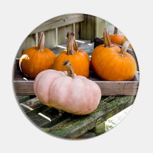Halloween pumpkins in the potting shed Pin