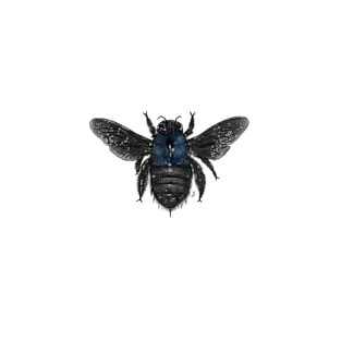 Blue Banded Bee T-Shirt