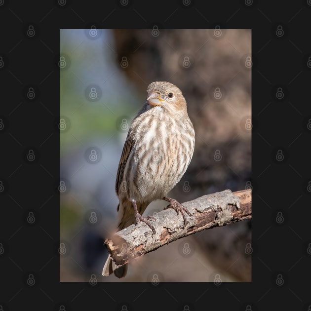 A Very Sweet Female House Finch Posing Prettily by BirdsnStuff