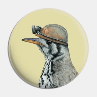 Groundscraper thrush Pin