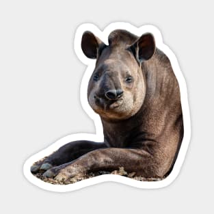 Brazilian Tapir Magnet