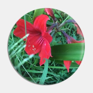 Amaryllis Surprise Pin