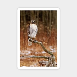 Red-Tailed Hawk Magnet