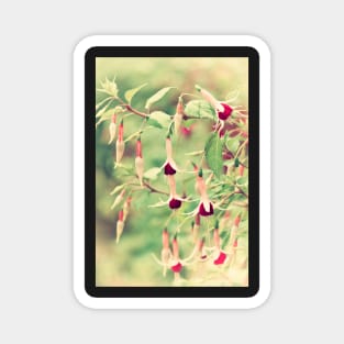 Beautiful Fuchsia Flowers Magnet