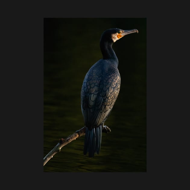 Cormorant by Z Snapper