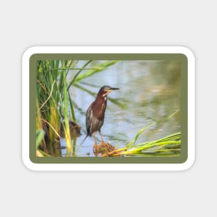 Green Heron Standing Tall Magnet