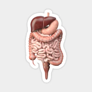 Digestive system Magnet